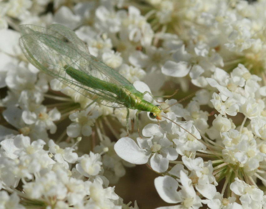 Dichochrysa prasina e altre Chrysopidae